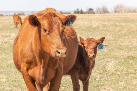 Red Angus cow with calf